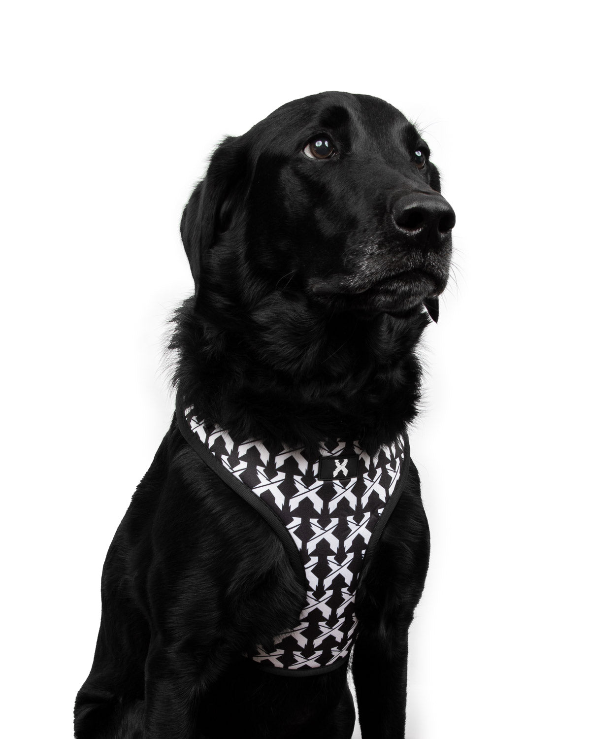 Rex Dog Harness (Black/White)