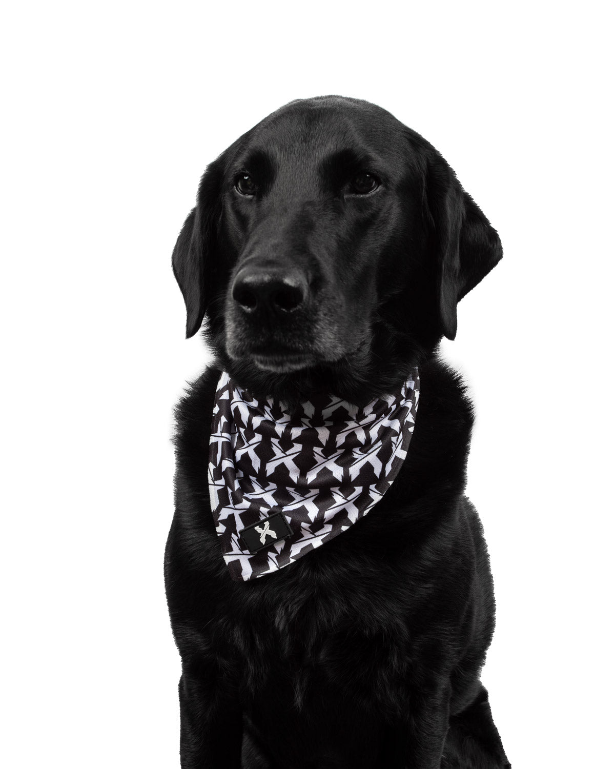 Rex Dog Bandana (Black/White)