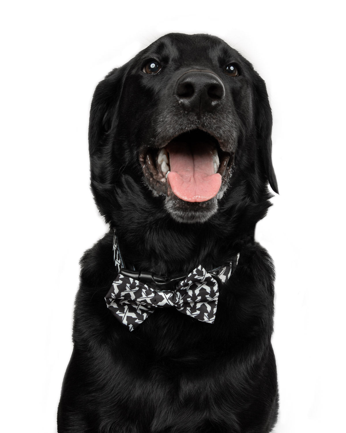 Rex Dog Bow Tie (Black/White)